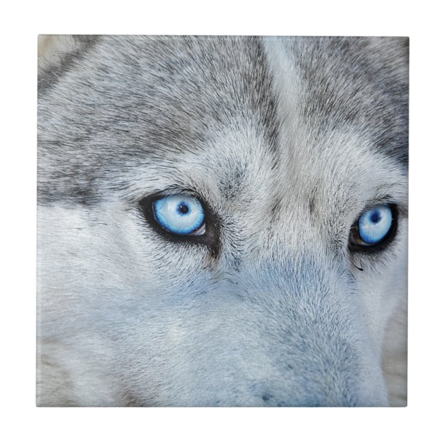 Close up of Siberian Husky with Blue Eyes Ceramic Tile (Front)
