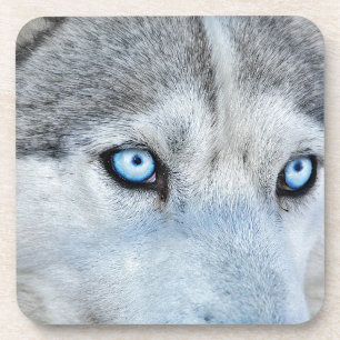 Close up of Siberian Husky with Blue Eyes Coaster