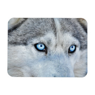 Close up of Siberian Husky with Blue Eyes Magnet