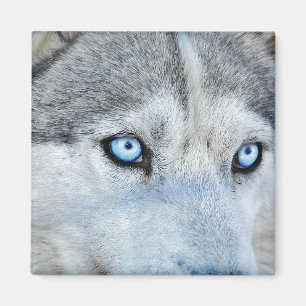 Close up of Siberian Husky with Blue Eyes Magnet