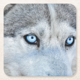 Close up of Siberian Husky with Blue Eyes Square Paper Coaster