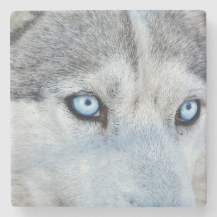 Close up of Siberian Husky with Blue Eyes Stone Coaster