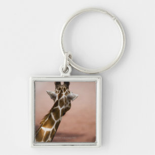 Close-up of Somali giraffe (Giraffa Key Ring