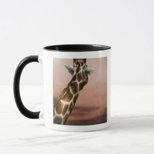 Close-up of Somali giraffe (Giraffa Mug