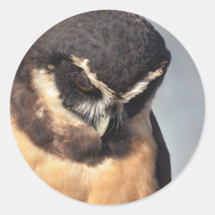 Close up of Spectacled Owl looking down angry port Classic Round Sticker