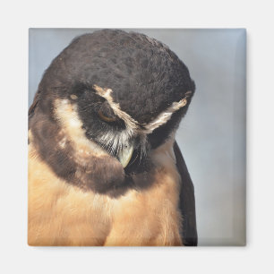 Close up of Spectacled Owl looking down angry port Magnet