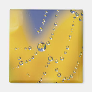 Close-up of spider web with dew drops magnet