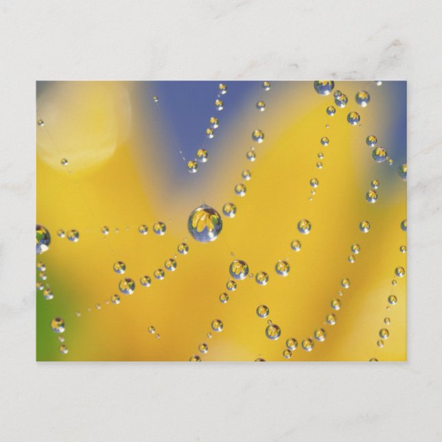 Close-up of spider web with dew drops postcard (Front)
