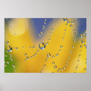 Close-up of spider web with dew drops poster
