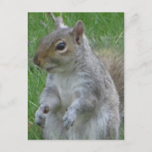 Close Up Of Squirrel Postcard