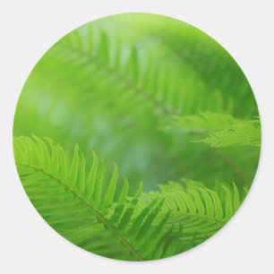 Close-up of sword fern classic round sticker