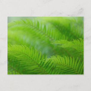 Close-up of sword fern postcard