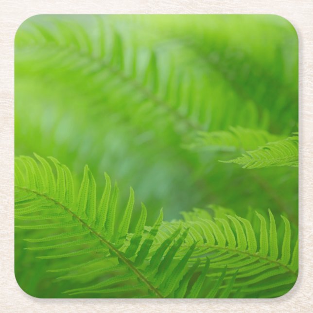 Close-up of sword fern square paper coaster (Front)