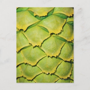 Close-up of texture and pattern of tropical tree postcard