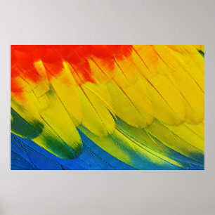 CLOSE UP OF THE AMAZINGLY COLORFUL FEATHERS OF A S POSTER