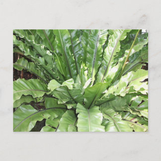 Close-up of the fern, Asplenium nidus. Postcard