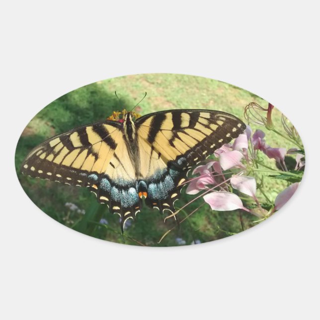 Close-up of Tiger Swallowtail Next to Cleome Oval Sticker (Front)