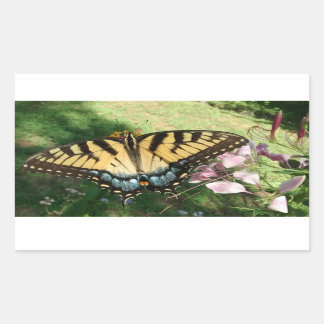 Close-up of Tiger Swallowtail Next to Cleome Recta Rectangular Sticker