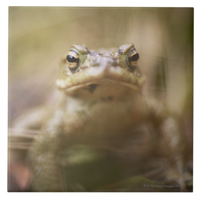 Close-up of toad ceramic tile (Front)