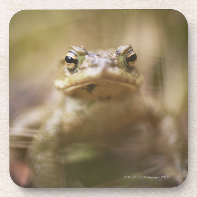Close-up of toad coaster (Front)