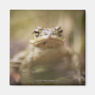 Close-up of toad magnet
