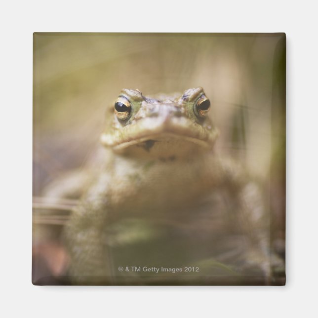 Close-up of toad magnet (Front)