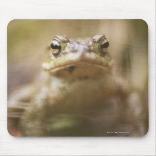 Close-up of toad mouse pad