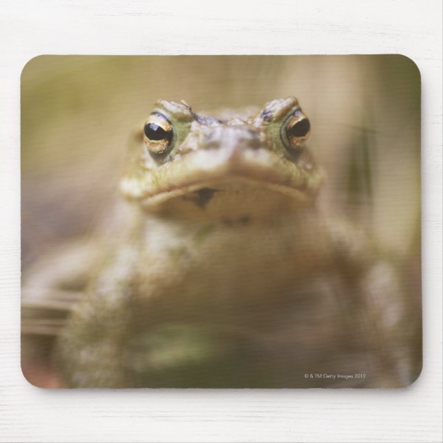 Close-up of toad mouse pad (Front)