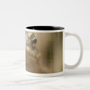 Close-up of toad Two-Tone coffee mug
