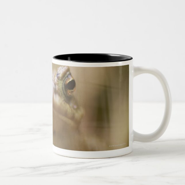 Close-up of toad Two-Tone coffee mug (Right)