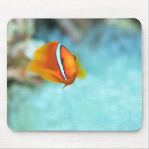 Close-up of tomato anemone fish, Okinawa, Japan Mouse Pad