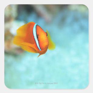 Close-up of tomato anemone fish, Okinawa, Japan Square Sticker
