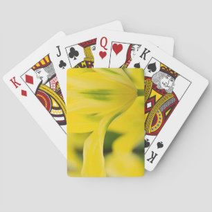 Close-up of tulip 2 playing cards