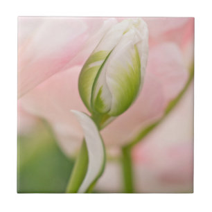 Close-up of tulip and bud ceramic tile