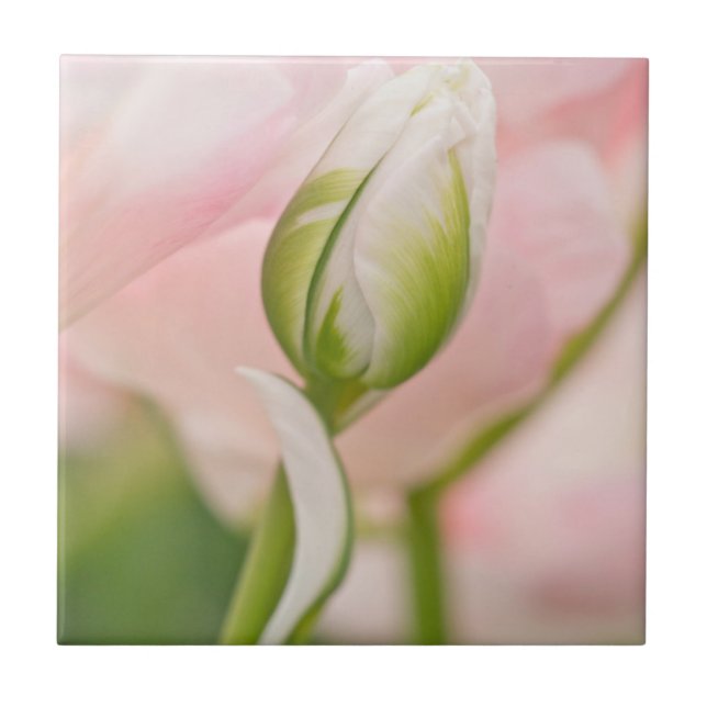 Close-up of tulip and bud ceramic tile (Front)