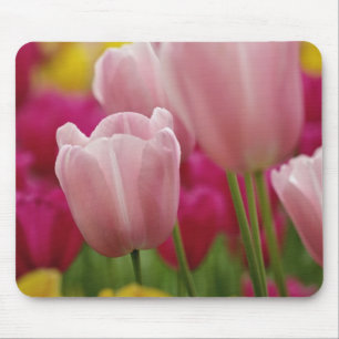 Close-up of tulip flower, Kuekenhof Gardens, Mouse Pad