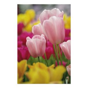 Close-up of tulip flower, Kuekenhof Gardens, Photo Print