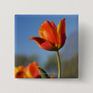 Close-up of tulip flowers 15 cm square badge
