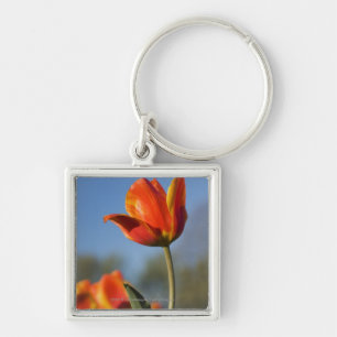 Close-up of tulip flowers key ring