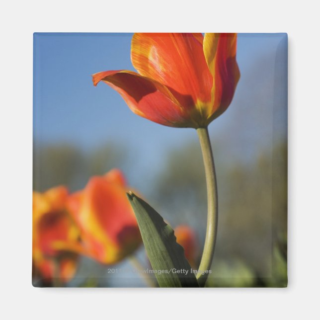 Close-up of tulip flowers magnet (Front)
