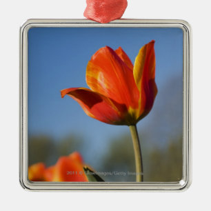 Close-up of tulip flowers metal tree decoration