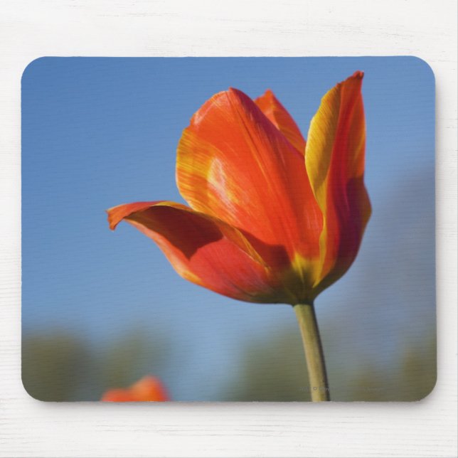 Close-up of tulip flowers mouse pad (Front)