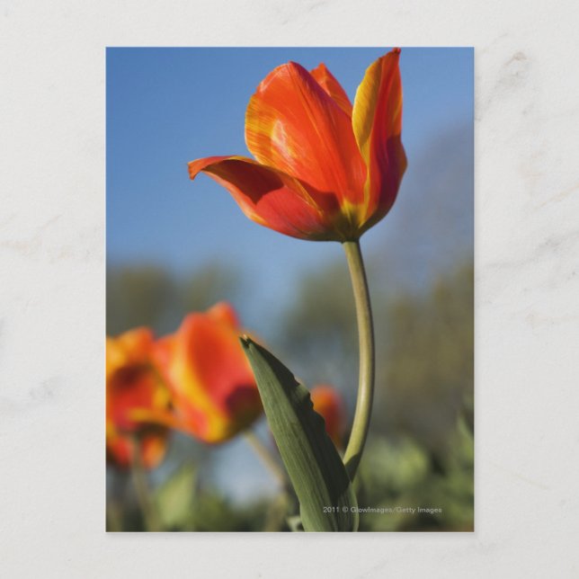 Close-up of tulip flowers postcard (Front)