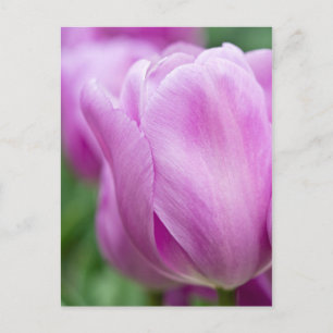 Close-up of tulip postcard