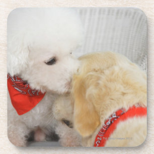 Close-up of two dogs coaster