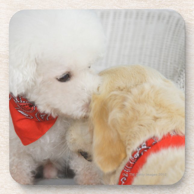 Close-up of two dogs coaster (Front)