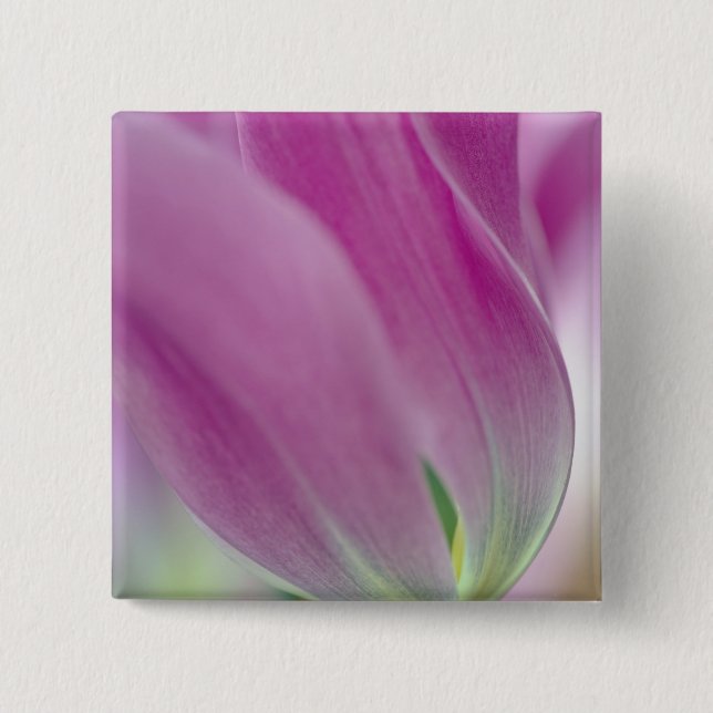 Close-up of underside of tulip flower, 2 15 cm square badge (Front)