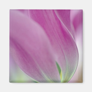 Close-up of underside of tulip flower, 2 magnet