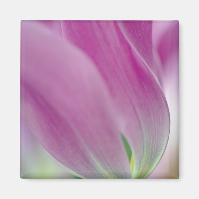 Close-up of underside of tulip flower, 2 magnet (Front)