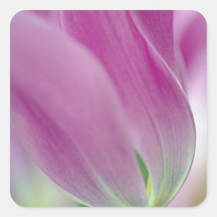 Close-up of underside of tulip flower, 2 square sticker